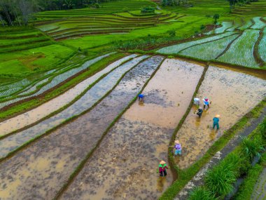Endonezya 'nın güzelliği, Kuzey Bengkulu' daki pirinç tarlaları, dağları ve tropikal ormanları olan Endonezya 'nın güzel bir sabah manzarası.
