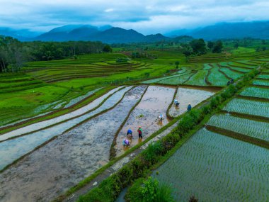 Endonezya 'nın güzelliği, Kuzey Bengkulu' daki pirinç tarlaları, dağları ve tropikal ormanları olan Endonezya 'nın güzel bir sabah manzarası.