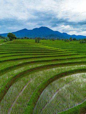 Endonezya 'nın güzelliği, Kuzey Bengkulu' daki pirinç tarlaları, dağları ve tropikal ormanları olan Endonezya 'nın güzel bir sabah manzarası.