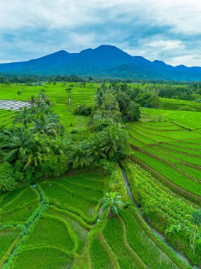 Endonezya 'nın güzelliği, Kuzey Bengkulu' daki pirinç tarlaları, dağları ve tropikal ormanları olan Endonezya 'nın güzel bir sabah manzarası.