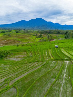 Endonezya 'nın güzelliği, Kuzey Bengkulu' daki pirinç tarlaları, dağları ve tropikal ormanları olan Endonezya 'nın güzel bir sabah manzarası.
