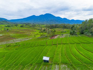 Endonezya 'nın güzelliği, Kuzey Bengkulu' daki pirinç tarlaları, dağları ve tropikal ormanları olan Endonezya 'nın güzel bir sabah manzarası.