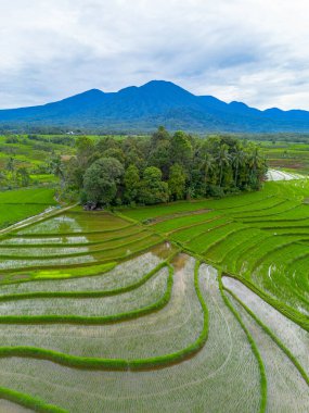 Endonezya 'nın güzelliği, Kuzey Bengkulu' daki pirinç tarlaları, dağları ve tropikal ormanları olan Endonezya 'nın güzel bir sabah manzarası.