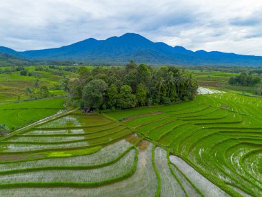 Endonezya 'nın güzelliği, Kuzey Bengkulu' daki pirinç tarlaları, dağları ve tropikal ormanları olan Endonezya 'nın güzel bir sabah manzarası.