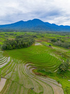 Endonezya 'nın güzelliği, Kuzey Bengkulu' daki pirinç tarlaları, dağları ve tropikal ormanları olan Endonezya 'nın güzel bir sabah manzarası.