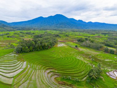 Endonezya 'nın güzelliği, Kuzey Bengkulu' daki pirinç tarlaları, dağları ve tropikal ormanları olan Endonezya 'nın güzel bir sabah manzarası.