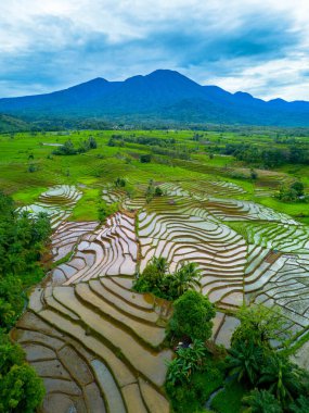 Endonezya 'nın güzelliği, Kuzey Bengkulu' daki pirinç tarlaları, dağları ve tropikal ormanları olan Endonezya 'nın güzel bir sabah manzarası.