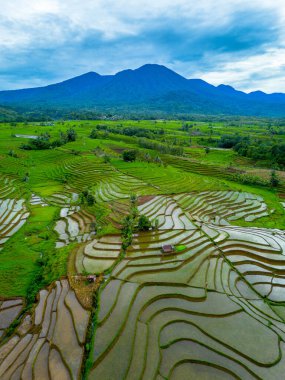 Endonezya 'nın güzelliği, Kuzey Bengkulu' daki pirinç tarlaları, dağları ve tropikal ormanları olan Endonezya 'nın güzel bir sabah manzarası.