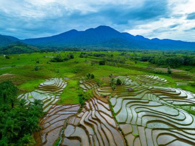 Endonezya 'nın güzelliği, Kuzey Bengkulu' daki pirinç tarlaları, dağları ve tropikal ormanları olan Endonezya 'nın güzel bir sabah manzarası.