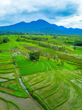 Endonezya 'nın güzelliği, Kuzey Bengkulu' daki pirinç tarlaları, dağları ve tropikal ormanları olan Endonezya 'nın güzel bir sabah manzarası.