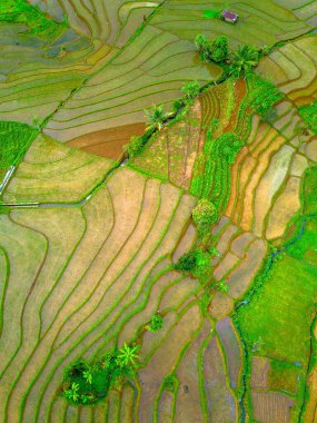 Endonezya 'nın güzelliği, Kuzey Bengkulu' daki pirinç tarlaları, dağları ve tropikal ormanları olan Endonezya 'nın güzel bir sabah manzarası.