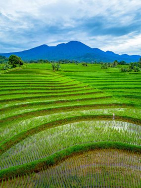 Endonezya 'nın güzelliği, Kuzey Bengkulu' daki pirinç tarlaları, dağları ve tropikal ormanları olan Endonezya 'nın güzel bir sabah manzarası.