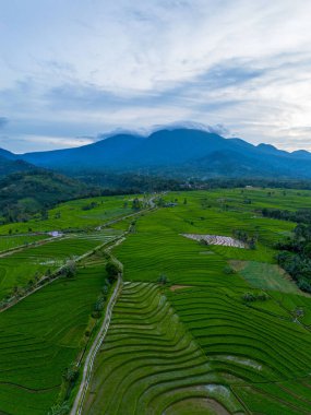 Endonezya 'nın güzelliği, Kuzey Bengkulu' daki pirinç tarlaları, dağları ve tropikal ormanları olan Endonezya 'nın güzel bir sabah manzarası.