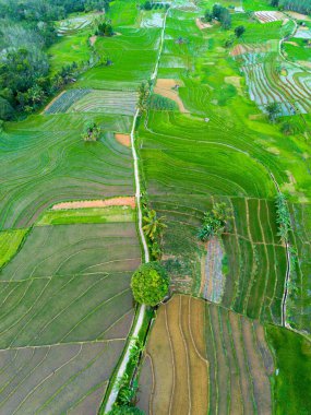 Endonezya 'nın güzelliği, Kuzey Bengkulu' daki pirinç tarlaları, dağları ve tropikal ormanları olan Endonezya 'nın güzel bir sabah manzarası.