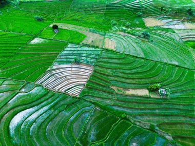 Endonezya 'nın güzelliği, Kuzey Bengkulu' daki pirinç tarlaları, dağları ve tropikal ormanları olan Endonezya 'nın güzel bir sabah manzarası.