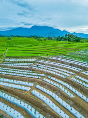Endonezya 'nın güzelliği, Kuzey Bengkulu' daki pirinç tarlaları, dağları ve tropikal ormanları olan Endonezya 'nın güzel bir sabah manzarası.