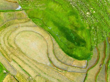 Endonezya 'nın güzelliği, Kuzey Bengkulu' daki pirinç tarlaları, dağları ve tropikal ormanları olan Endonezya 'nın güzel bir sabah manzarası.