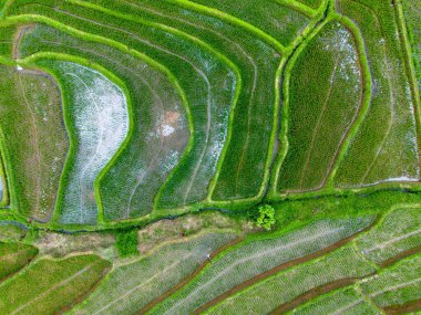 Endonezya 'nın güzelliği, Kuzey Bengkulu' daki pirinç tarlaları, dağları ve tropikal ormanları olan Endonezya 'nın güzel bir sabah manzarası.