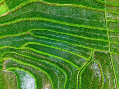 Endonezya 'nın güzelliği, Kuzey Bengkulu' daki pirinç tarlaları, dağları ve tropikal ormanları olan Endonezya 'nın güzel bir sabah manzarası.