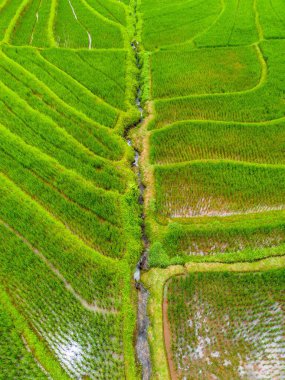 Endonezya 'nın güzelliği, Kuzey Bengkulu' daki pirinç tarlaları, dağları ve tropikal ormanları olan Endonezya 'nın güzel bir sabah manzarası.