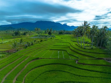 Endonezya 'nın güzelliği, Kuzey Bengkulu' daki pirinç tarlaları, dağları ve tropikal ormanları olan Endonezya 'nın güzel bir sabah manzarası.