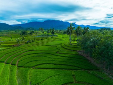 Endonezya 'nın güzelliği, Kuzey Bengkulu' daki pirinç tarlaları, dağları ve tropikal ormanları olan Endonezya 'nın güzel bir sabah manzarası.