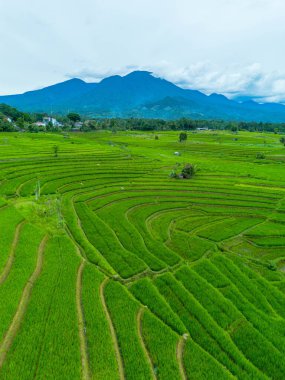 Endonezya 'nın güzelliği, Kuzey Bengkulu' daki pirinç tarlaları, dağları ve tropikal ormanları olan Endonezya 'nın güzel bir sabah manzarası.