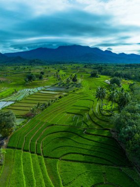 Endonezya 'nın güzelliği, Kuzey Bengkulu' daki pirinç tarlaları, dağları ve tropikal ormanları olan Endonezya 'nın güzel bir sabah manzarası.