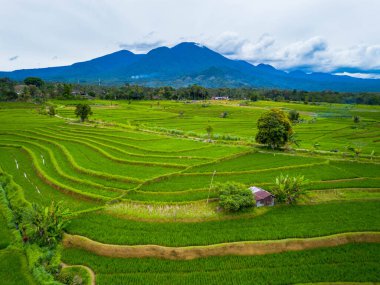Endonezya 'nın güzelliği, Kuzey Bengkulu' daki pirinç tarlaları, dağları ve tropikal ormanları olan Endonezya 'nın güzel bir sabah manzarası.