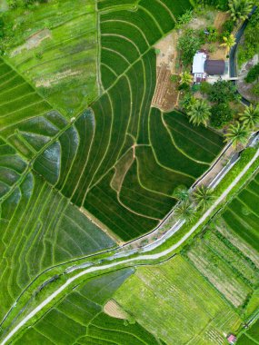 Endonezya 'nın güzelliği, Kuzey Bengkulu' daki pirinç tarlaları, dağları ve tropikal ormanları olan Endonezya 'nın güzel bir sabah manzarası.