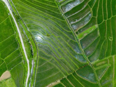 Endonezya 'nın güzelliği, Kuzey Bengkulu' daki pirinç tarlaları, dağları ve tropikal ormanları olan Endonezya 'nın güzel bir sabah manzarası.