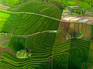 Endonezya 'nın güzelliği, Kuzey Bengkulu' daki pirinç tarlaları, dağları ve tropikal ormanları olan Endonezya 'nın güzel bir sabah manzarası.
