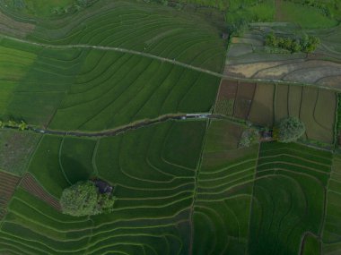 Endonezya 'nın güzelliği, Kuzey Bengkulu' daki pirinç tarlaları, dağları ve tropikal ormanları olan Endonezya 'nın güzel bir sabah manzarası.
