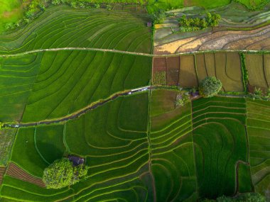 Endonezya 'nın güzelliği, Kuzey Bengkulu' daki pirinç tarlaları, dağları ve tropikal ormanları olan Endonezya 'nın güzel bir sabah manzarası.