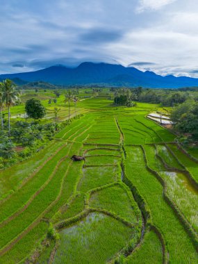 Endonezya 'nın güzelliği, Kuzey Bengkulu' daki pirinç tarlaları, dağları ve tropikal ormanları olan Endonezya 'nın güzel bir sabah manzarası.