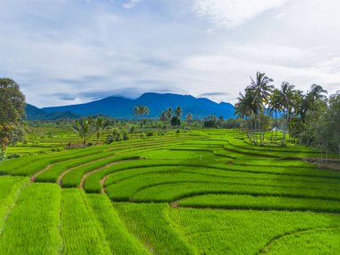 Endonezya 'nın güzelliği, Kuzey Bengkulu' daki pirinç tarlaları, dağları ve tropikal ormanları olan Endonezya 'nın güzel bir sabah manzarası.