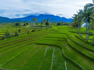 Endonezya 'nın güzelliği, Kuzey Bengkulu' daki pirinç tarlaları, dağları ve tropikal ormanları olan Endonezya 'nın güzel bir sabah manzarası.