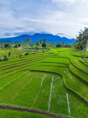 Endonezya 'nın güzelliği, Kuzey Bengkulu' daki pirinç tarlaları, dağları ve tropikal ormanları olan Endonezya 'nın güzel bir sabah manzarası.
