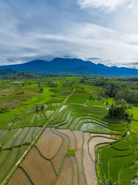 Endonezya 'nın güzelliği, Kuzey Bengkulu' daki pirinç tarlaları, dağları ve tropikal ormanları olan Endonezya 'nın güzel bir sabah manzarası.
