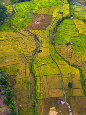 Endonezya 'nın güzelliği, Kuzey Bengkulu' daki pirinç tarlaları, dağları ve tropikal ormanları olan Endonezya 'nın güzel bir sabah manzarası.