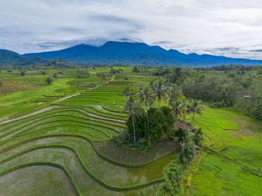 Endonezya 'nın güzelliği, Kuzey Bengkulu' daki pirinç tarlaları, dağları ve tropikal ormanları olan Endonezya 'nın güzel bir sabah manzarası.