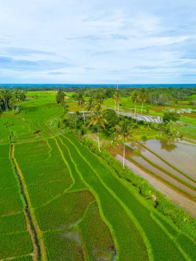 Endonezya 'nın güzelliği, Kuzey Bengkulu' daki pirinç tarlaları, dağları ve tropikal ormanları olan Endonezya 'nın güzel bir sabah manzarası.