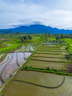 Endonezya 'nın güzelliği, Kuzey Bengkulu' daki pirinç tarlaları, dağları ve tropikal ormanları olan Endonezya 'nın güzel bir sabah manzarası.