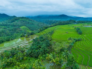 Endonezya 'nın güzelliği, Kuzey Bengkulu' daki pirinç tarlaları, dağları ve tropikal ormanları olan Endonezya 'nın güzel bir sabah manzarası.