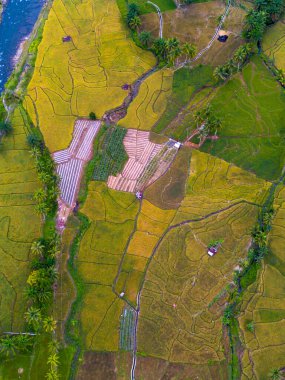 Endonezya 'nın güzelliği, Kuzey Bengkulu' daki pirinç tarlaları, dağları ve tropikal ormanları olan Endonezya 'nın güzel bir sabah manzarası.