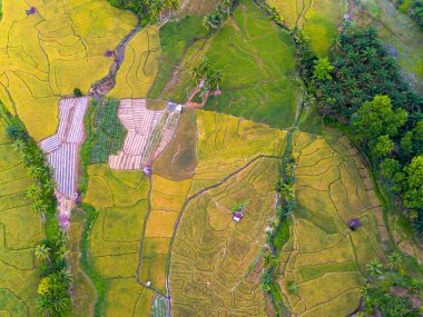 Endonezya 'nın güzelliği, Kuzey Bengkulu' daki pirinç tarlaları, dağları ve tropikal ormanları olan Endonezya 'nın güzel bir sabah manzarası.