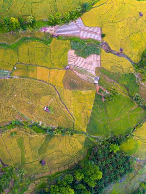 Endonezya 'nın güzelliği, Kuzey Bengkulu' daki pirinç tarlaları, dağları ve tropikal ormanları olan Endonezya 'nın güzel bir sabah manzarası.