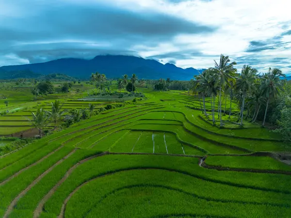 Endonezya 'nın güzelliği, Kuzey Bengkulu' daki pirinç tarlaları, dağları ve tropikal ormanları olan Endonezya 'nın güzel bir sabah manzarası.