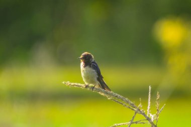 Endonezya 'nın güzelliği, Kuzey Bengkulu' daki pirinç tarlaları, dağları ve tropikal ormanları olan Endonezya 'nın güzel bir sabah manzarası.