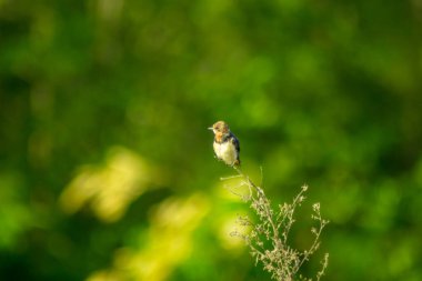 Endonezya 'nın güzelliği, Kuzey Bengkulu' daki pirinç tarlaları, dağları ve tropikal ormanları olan Endonezya 'nın güzel bir sabah manzarası.
